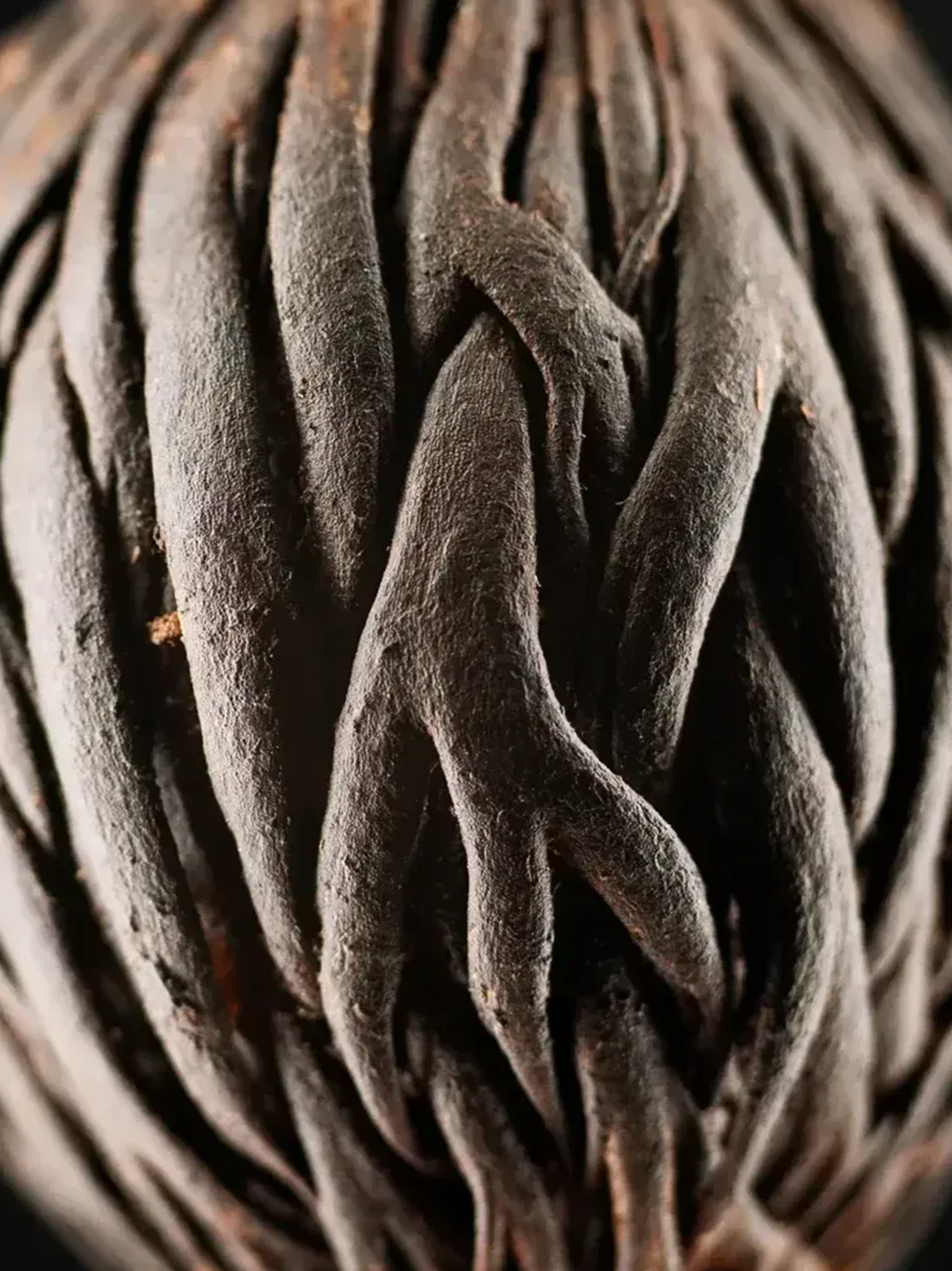 Still Life photography, Botanical, Flower, Patrizia Fusi